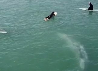 Baleia gigante nada junto de surfistas em vídeo incrível. Você precisa assistir!