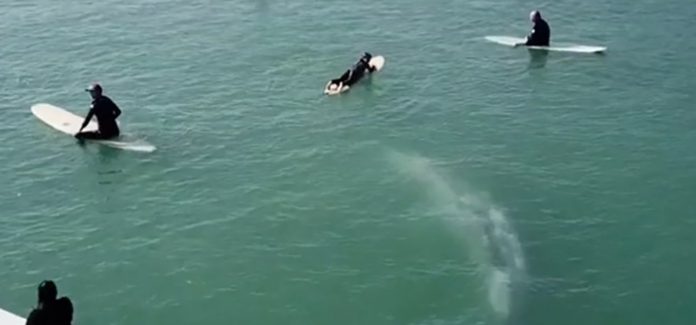 Baleia gigante nada junto de surfistas em vídeo incrível. Você precisa assistir!