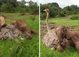 Elefantinho órfão faz amizade com avestruz e a cena deles juntos é só aconchego