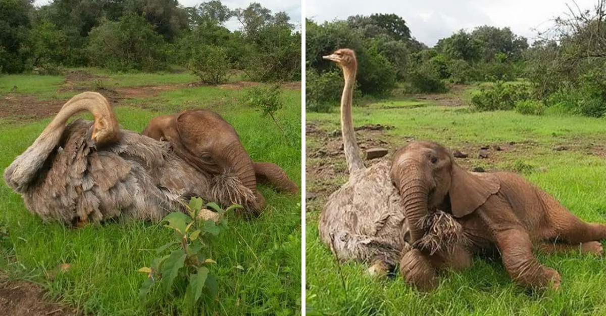 Elefantinho órfão faz amizade com avestruz e a cena deles juntos é só aconchego