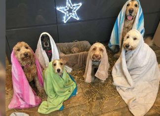 Filhotes posam para presépio de Natal. O filhotinho de Jesus é o mais fofo, claro