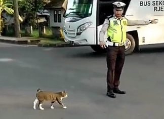 Guarda interrompe o trânsito para deixar uma gatinha atravessar a rua. Veja o vídeo