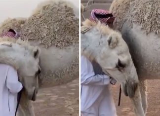 Homem volta pra casa após a morte do filho e o seu camelo o conforta com um abraço