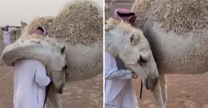 Homem volta pra casa após a morte do filho e o seu camelo o conforta com um abraço