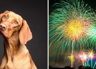 Na Itália, o Ano Novo será com fogos de artifício silenciosos, pensando nos animais