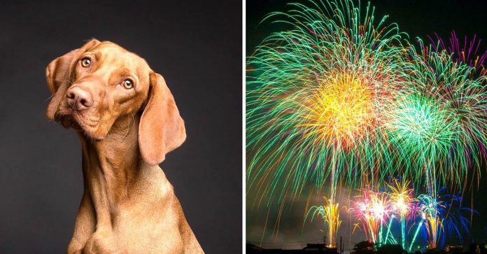 Na Itália, o Ano Novo será com fogos de artifício silenciosos, pensando nos animais