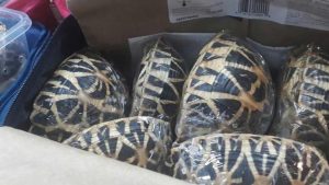 asomadetodosafetos.com - Polícia consegue resgatar 95 tartarugas que estavam sendo traficadas dentro de plásticos