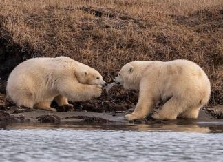 Ursos polares famintos são flagrados brigando por um pedaço de plástico
