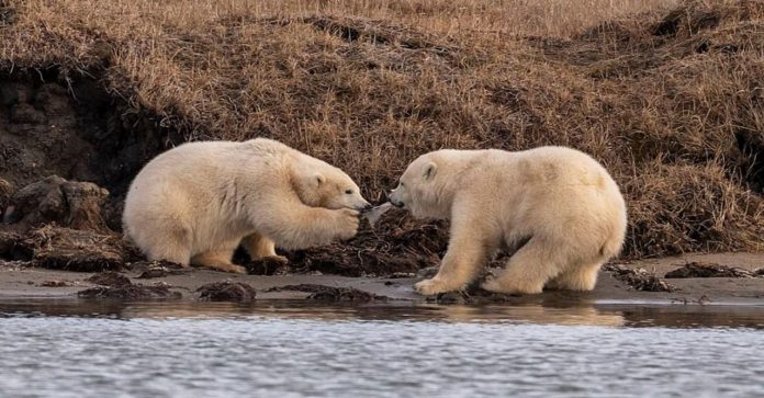 Ursos polares famintos são flagrados brigando por um pedaço de plástico