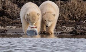 asomadetodosafetos.com - Ursos polares famintos são flagrados brigando por um pedaço de plástico
