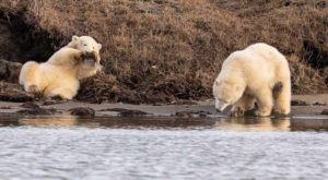 asomadetodosafetos.com - Ursos polares famintos são flagrados brigando por um pedaço de plástico