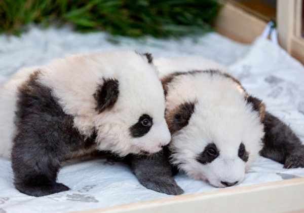 asomadetodosafetos.com - Você adora pandas? Imagine gêmeos. Venha ver essas fofuras que nasceram em Berlim