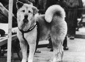 A emocionante história de Hachiko, o cão que esperou seu dono morto por 9 anos