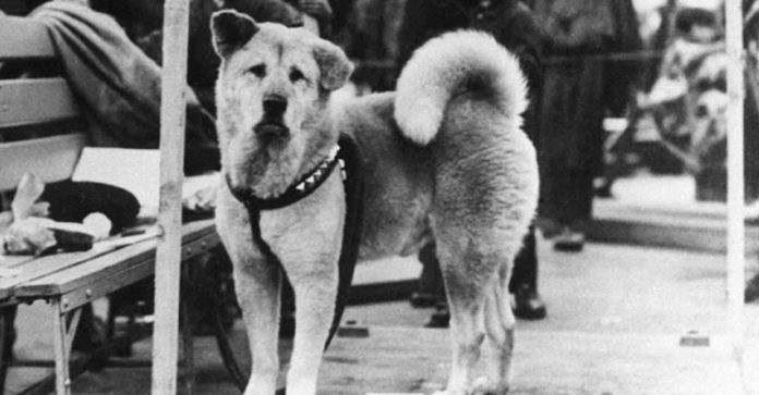 A emocionante história de Hachiko, o cão que esperou seu dono morto por 9 anos