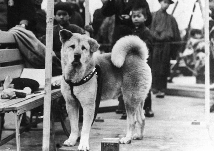 asomadetodosafetos.com - A emocionante história de Hachiko, o cão que esperou seu dono morto por 9 anos