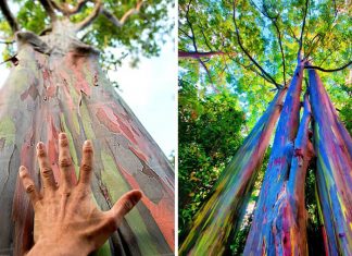 Arco-íris de eucalipto: a árvore cheia de cores que é considerada a mais bonita do mundo