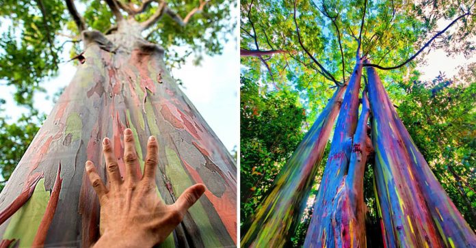 Arco-íris de eucalipto: a árvore cheia de cores que é considerada a mais bonita do mundo