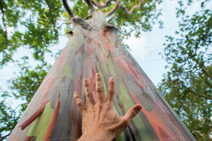 asomadetodosafetos.com - Arco-íris de eucalipto: a árvore cheia de cores que é considerada a mais bonita do mundo