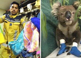 Bombeiros bolivianos estão ajudando na Austrália criando ninhos para cangurus e coalas