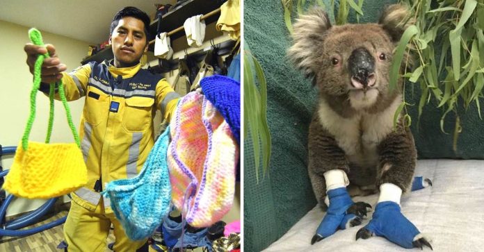 Bombeiros bolivianos estão ajudando na Austrália criando ninhos para cangurus e coalas
