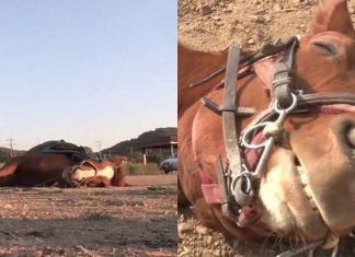 Cavalo se finge de morto quando nota que alguém quer montá-lo: merece um OSCAR