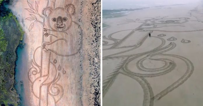 Desenharam um coala gigante numa praia da Austrália para homenagear os animais mortos