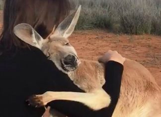 Essa canguru não parou de abraçar os voluntários que o salvaram na Austrália