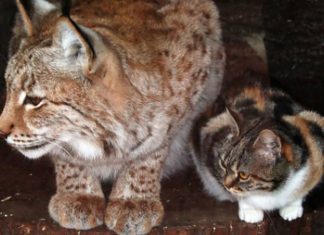 Gato resolve se esconder em um zoológico e vira amigo de um lince: fofura do dia