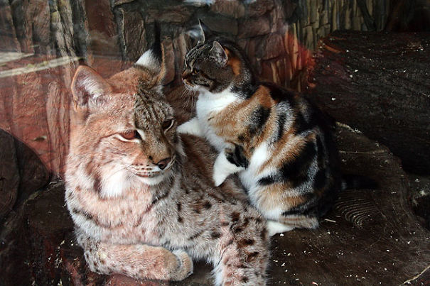 asomadetodosafetos.com - Gato resolve se esconder em um zoológico e vira amigo de um lince: fofura do dia