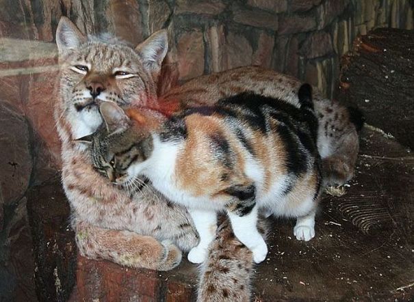 asomadetodosafetos.com - Gato resolve se esconder em um zoológico e vira amigo de um lince: fofura do dia