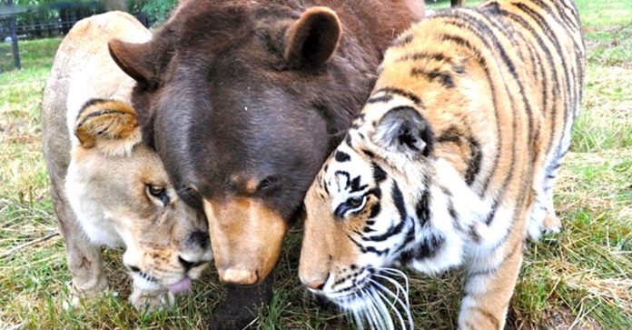 Irmãos de verdade: um tigre, um urso e um leão convivem juntos há 15 anos e não se separam