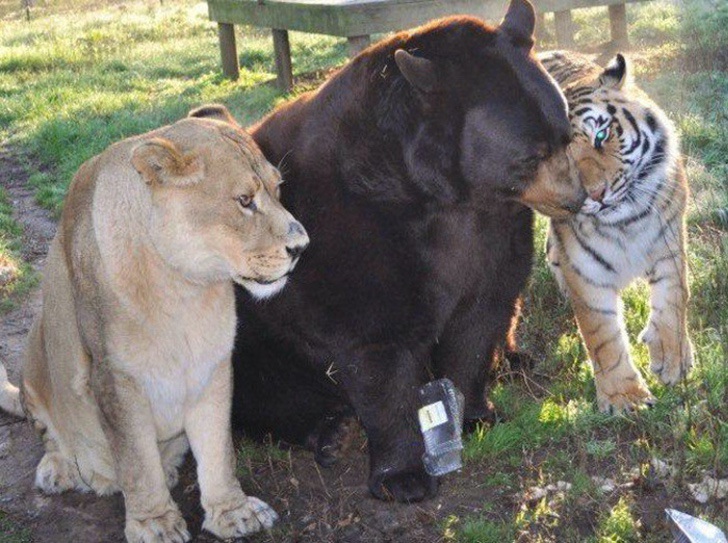 asomadetodosafetos.com - Irmãos de verdade: um tigre, um urso e um leão convivem juntos há 15 anos e não se separam