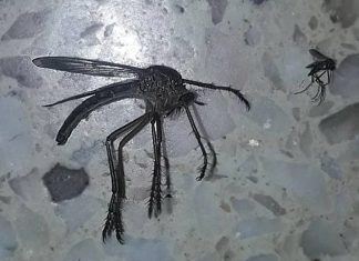 Jumanji na vida real? Mosquito gigante é descoberto na Argentina
