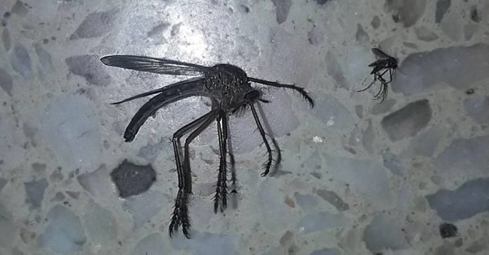 Jumanji na vida real? Mosquito gigante é descoberto na Argentina