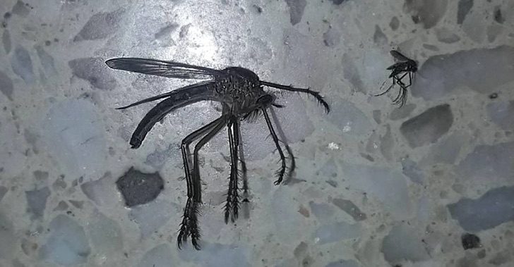 asomadetodosafetos.com - Jumanji na vida real? Mosquito gigante é descoberto na Argentina