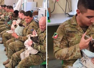Mesmo cansados, soldados australianos ainda fazem mais e alimentam coalas no tempo livre