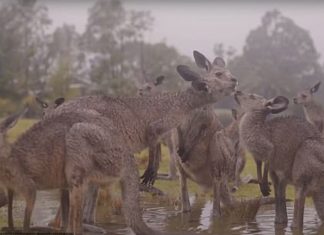Na Austrália, animais celebram uma trégua nos incêndios com muita chuva: emocionante