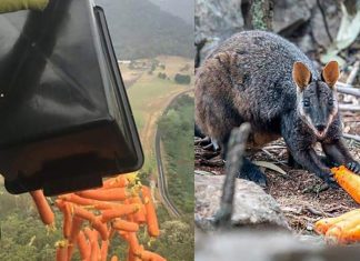 Na Austrália, helicópteros ajudam animais jogando legumes para que se alimentem