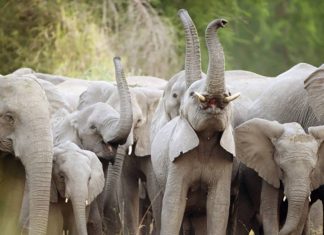Realização: A maior reserva da África celebra um ano sem caça furtiva de elefantes