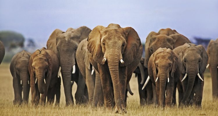 asomadetodosafetos.com - Realização: A maior reserva da África celebra um ano sem caça furtiva de elefantes