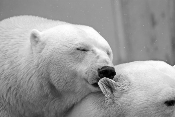 Ursos polares estão prestes a serem extintos por causa da caça. Isso precisa acabar