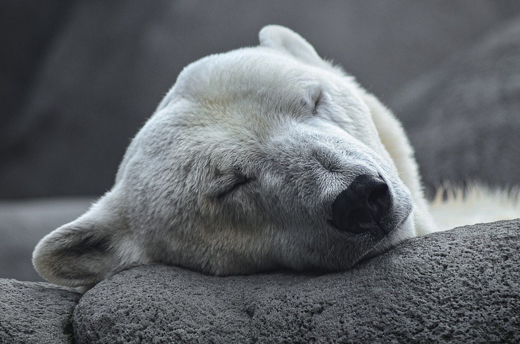 asomadetodosafetos.com - Ursos polares estão prestes a serem extintos por causa da caça. Isso precisa acabar