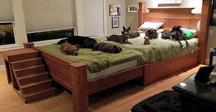 Casal fez cama gigante para dormir com todos os seus filhotes resgatados: muito amor