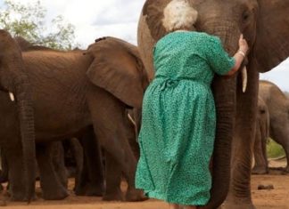 E o coração fica como? Elefantes órfãos fazem fila para abraçar a mulher que os criou