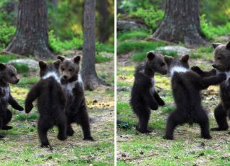 Fotógrafo registra momento em que três bebês ursos dançavam de felicidade