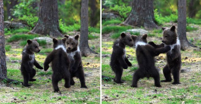 Fotógrafo registra momento em que três bebês ursos dançavam de felicidade