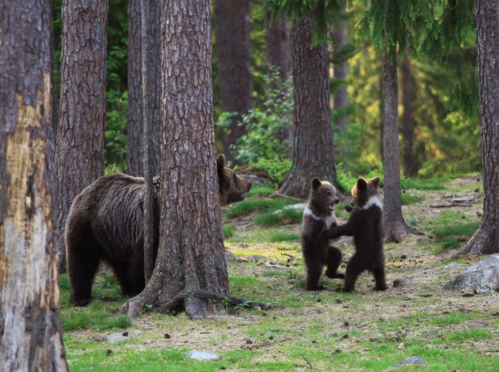 asomadetodosafetos.com - Fotógrafo registra momento em que três bebês ursos dançavam de felicidade