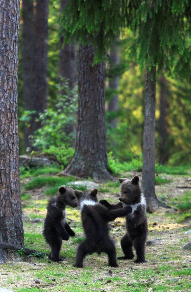 asomadetodosafetos.com - Fotógrafo registra momento em que três bebês ursos dançavam de felicidade