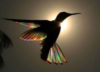 Fotógrafo registra momentos mágicos de um beija-flor com asas de arco-íris