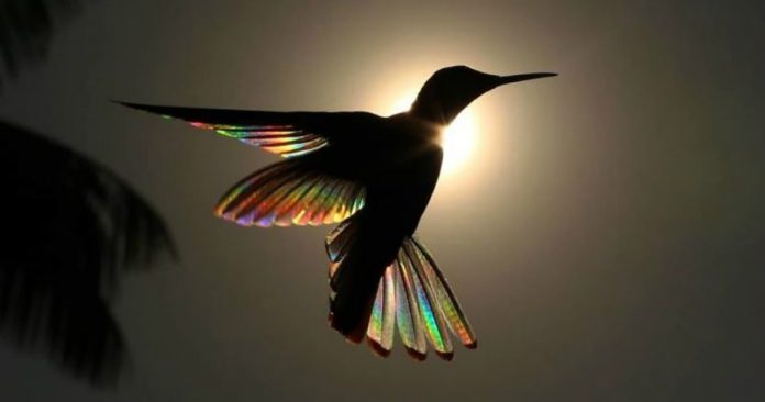 Fotógrafo registra momentos mágicos de um beija-flor com asas de arco-íris